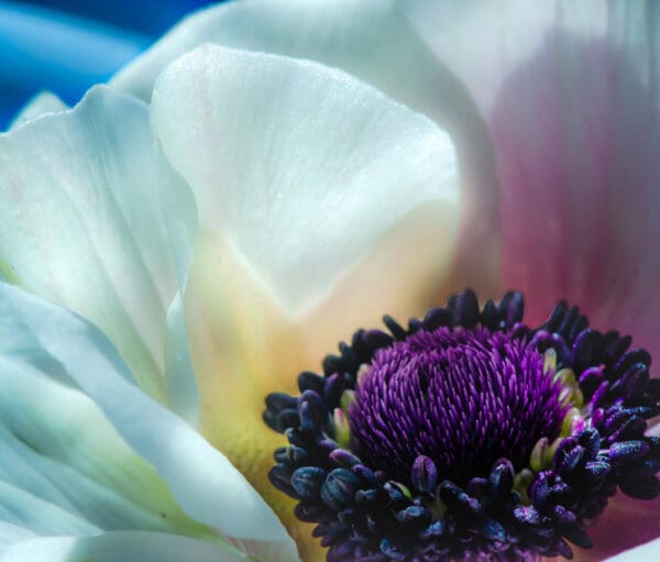 A close up of the center of a flower.