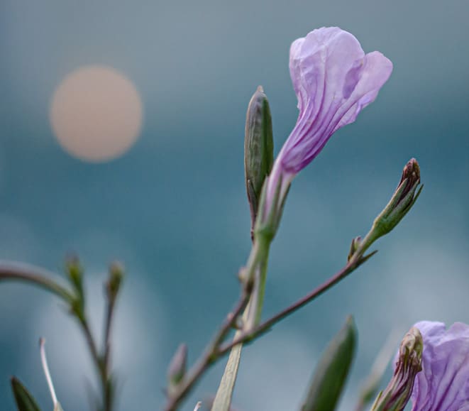 A close up of some purple flowers with the sun in the background