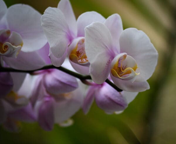 A close up of some purple flowers