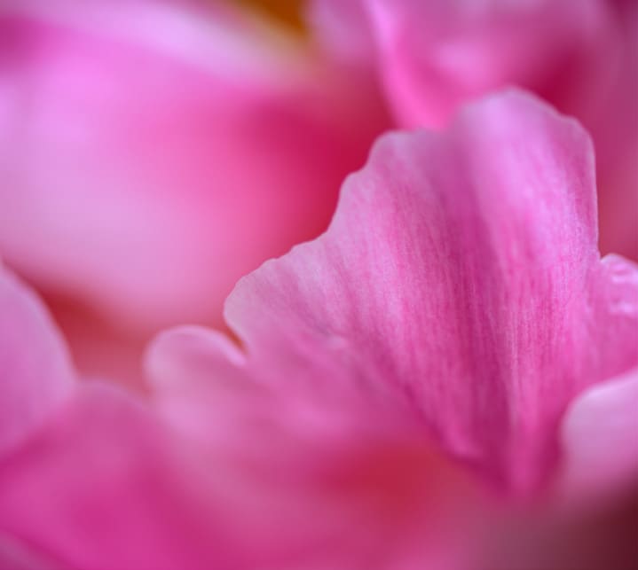 A close up of the petals on a pink flower.