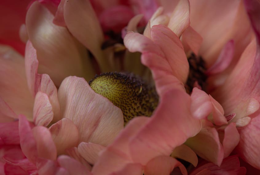 A close up of the center of a flower.