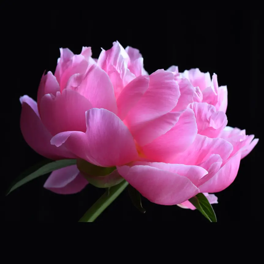 A close up of the flower of a pink peony