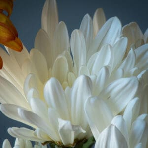 A close up of the petals on a flower