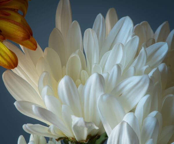 A close up of the petals on a flower