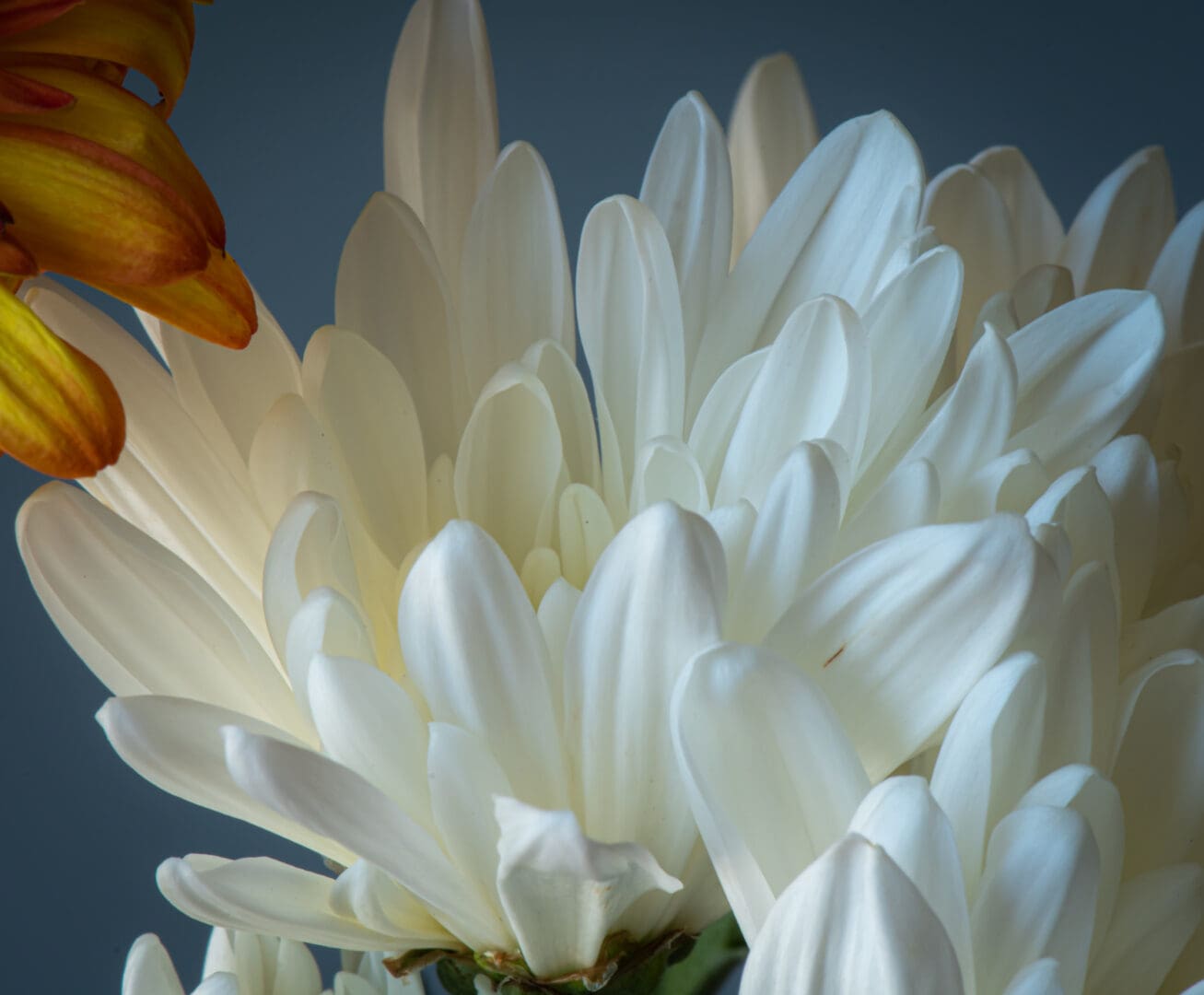 A close up of the petals on a flower