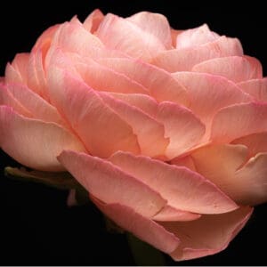 A close up of the petals on a pink flower.