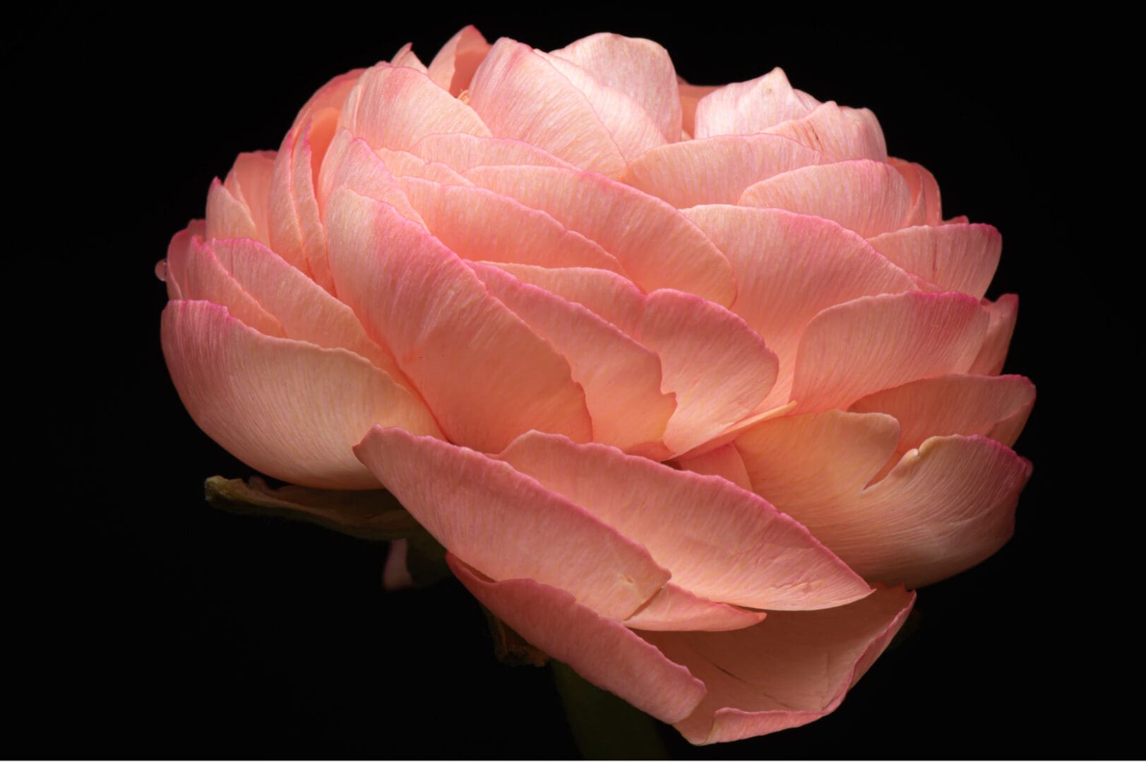 A close up of the petals on a pink flower.