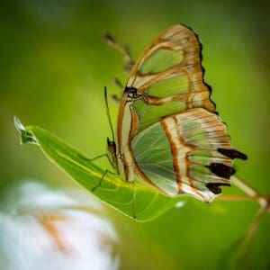 A butterfly sitting on top of a leaf.