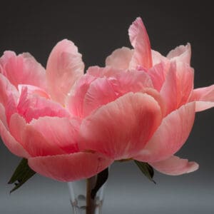 A pink flower in a vase on a table.