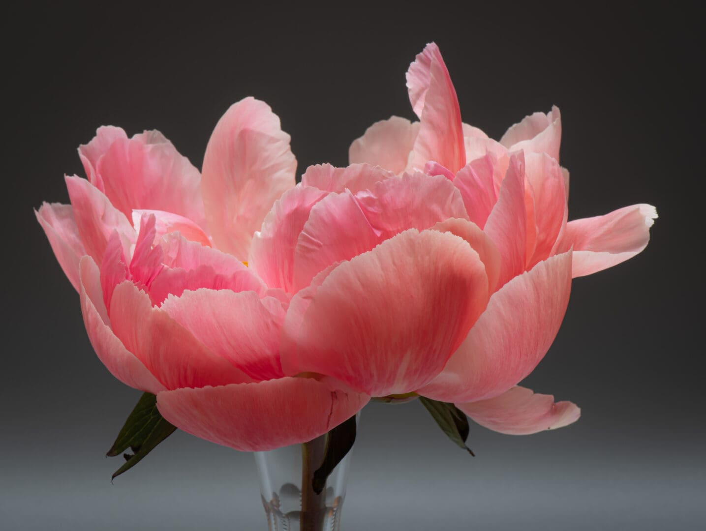 A pink flower in a vase on a table.