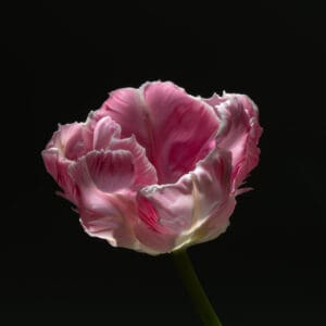 A pink flower with white stripes on it's petals.