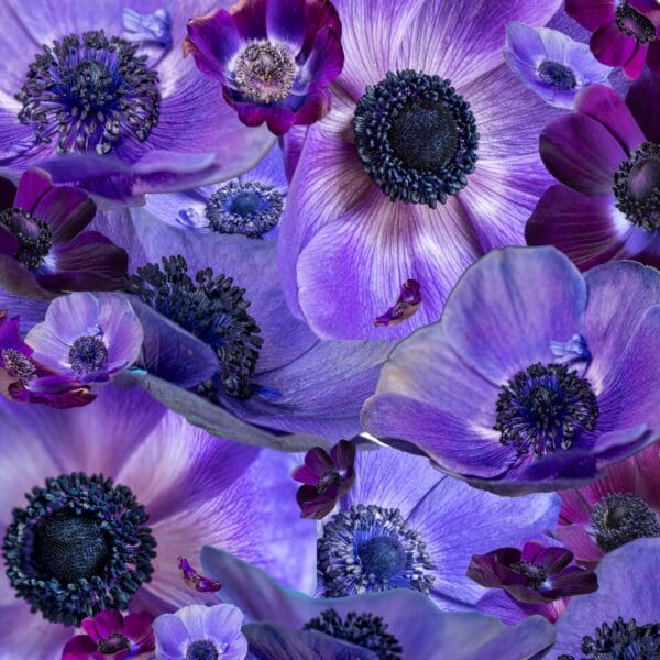 Anemone Dreamscape