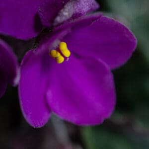 A close up of the purple flower with yellow center.