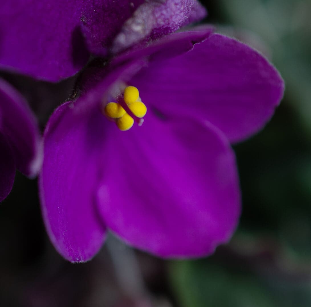 A close up of the purple flower with yellow center.