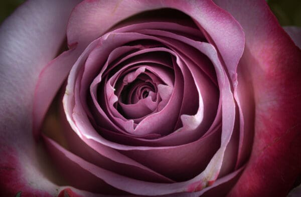 A close up of the center of a purple rose.