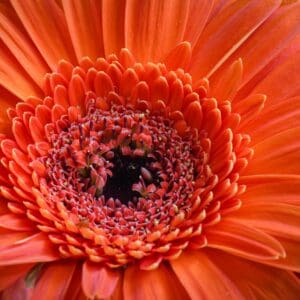 A close up of the center of an orange flower.