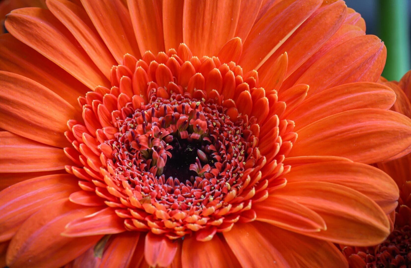 A close up of the center of an orange flower.