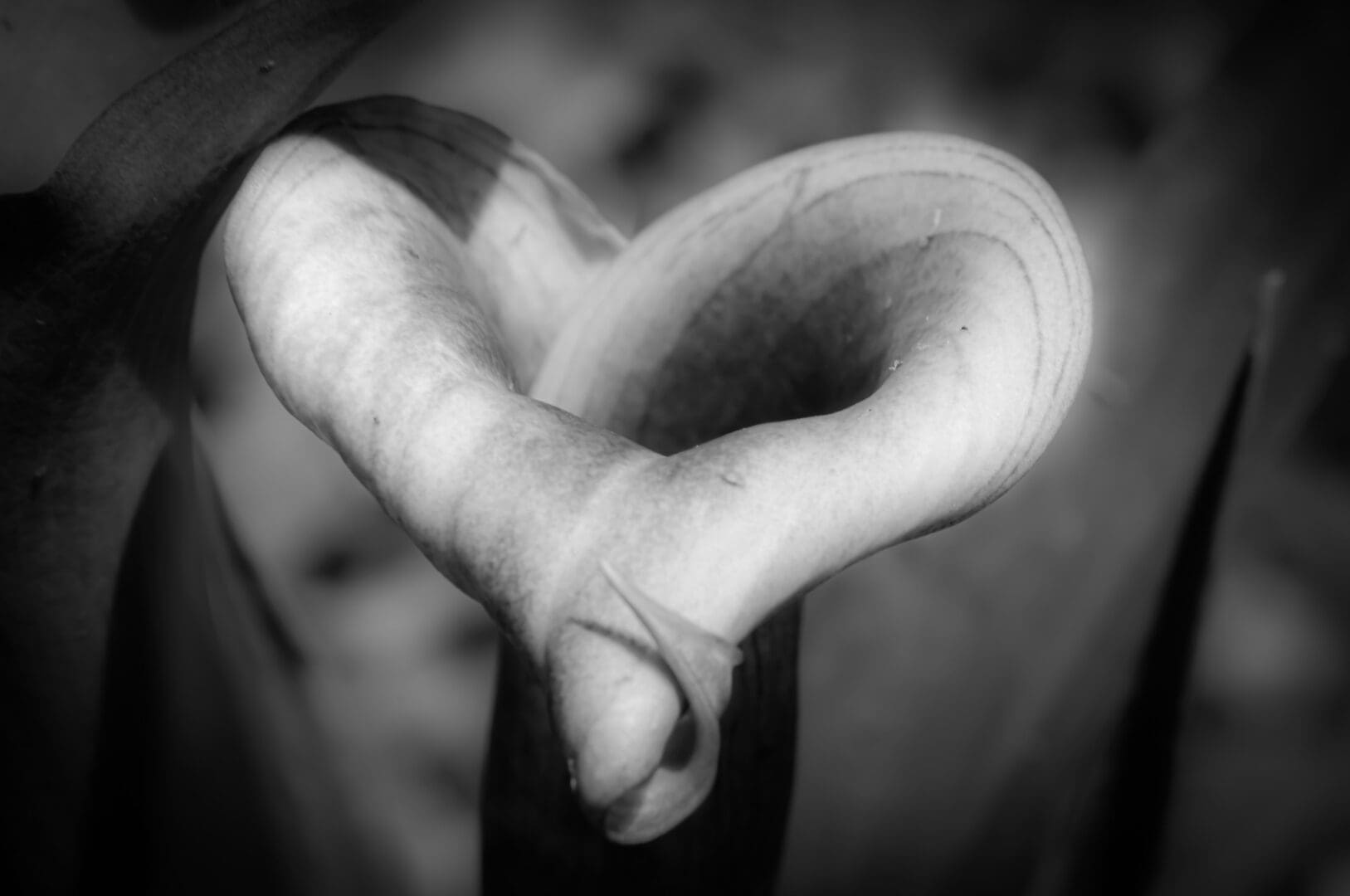 A close up of the heart shaped hand