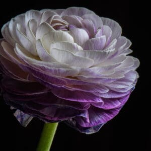 A close up of the flower with purple petals