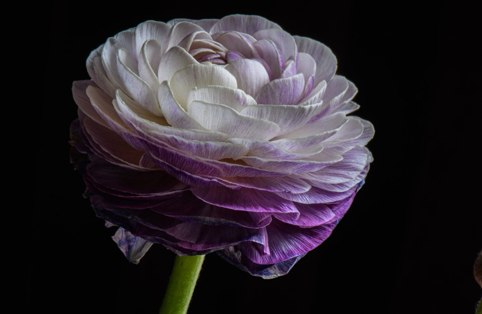 A close up of the flower with purple petals