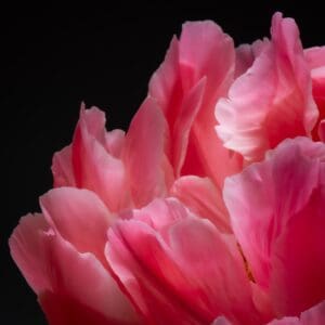 A close up of pink flowers on a black background