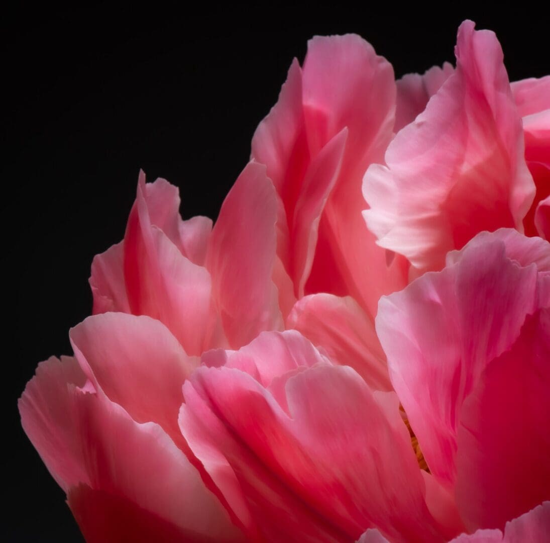 A close up of pink flowers on a black background