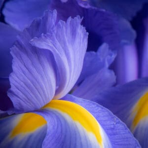 A close up of the petals on a purple flower.