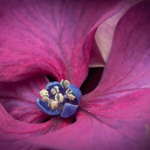 A close up of the center of a purple flower.