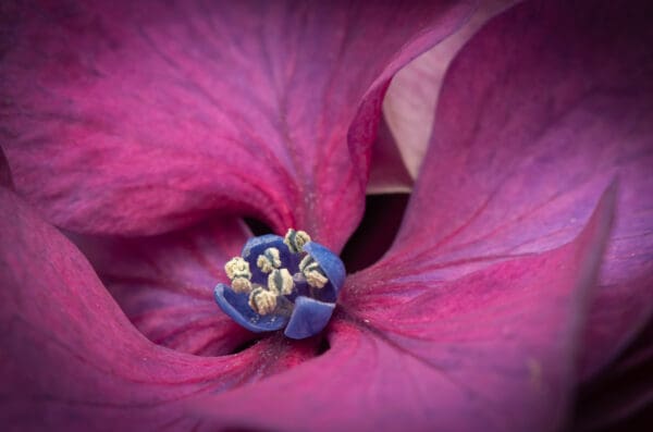 A close up of the center of a purple flower.