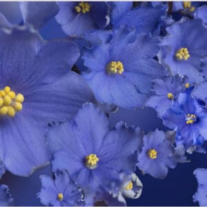 A close up of some blue flowers with yellow centers