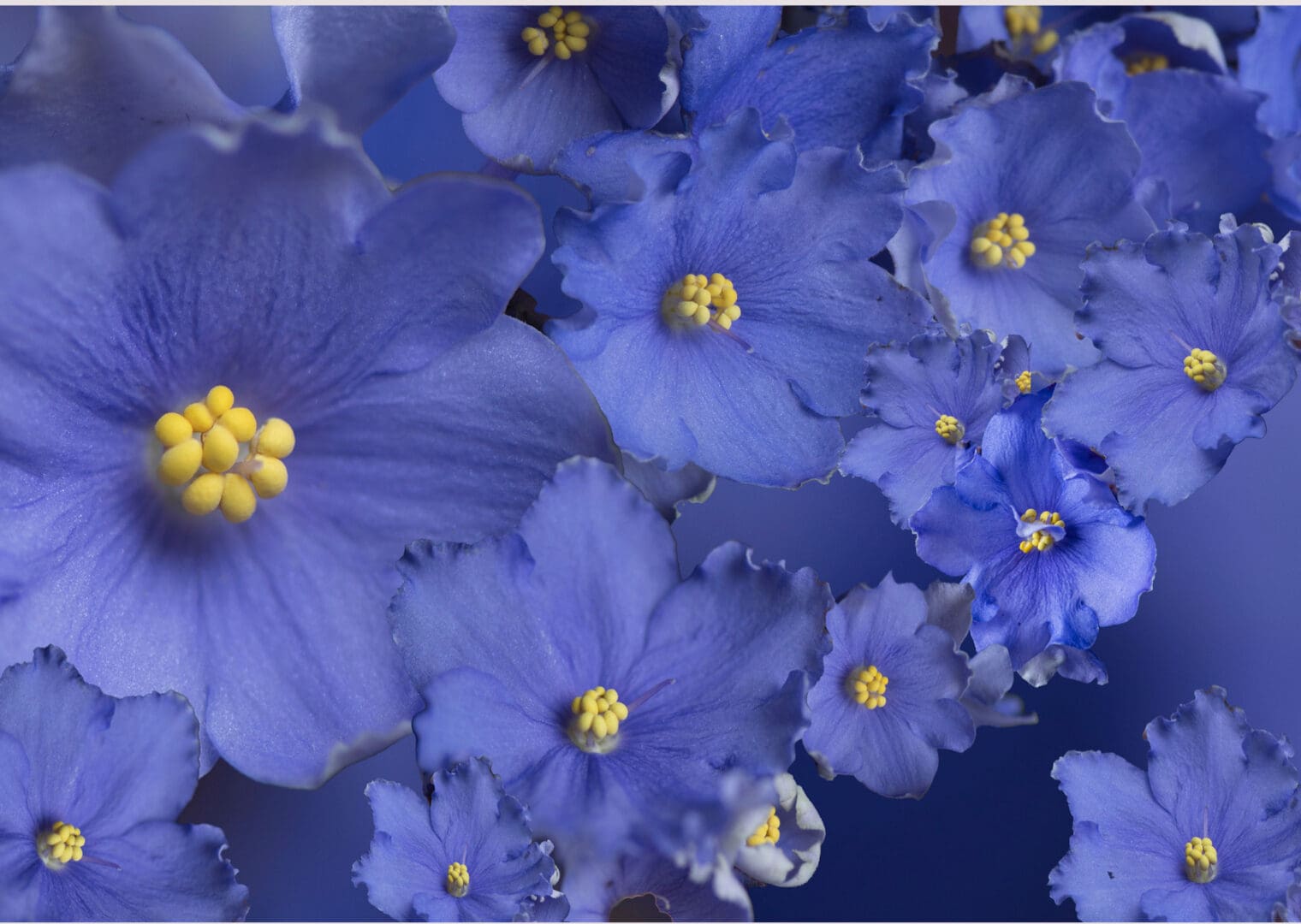 A close up of some blue flowers with yellow centers