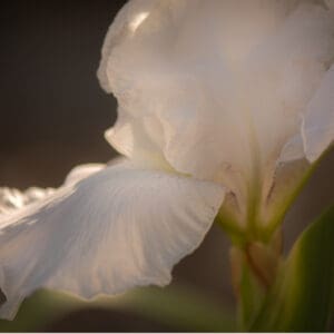 A close up of the petals on a white flower.