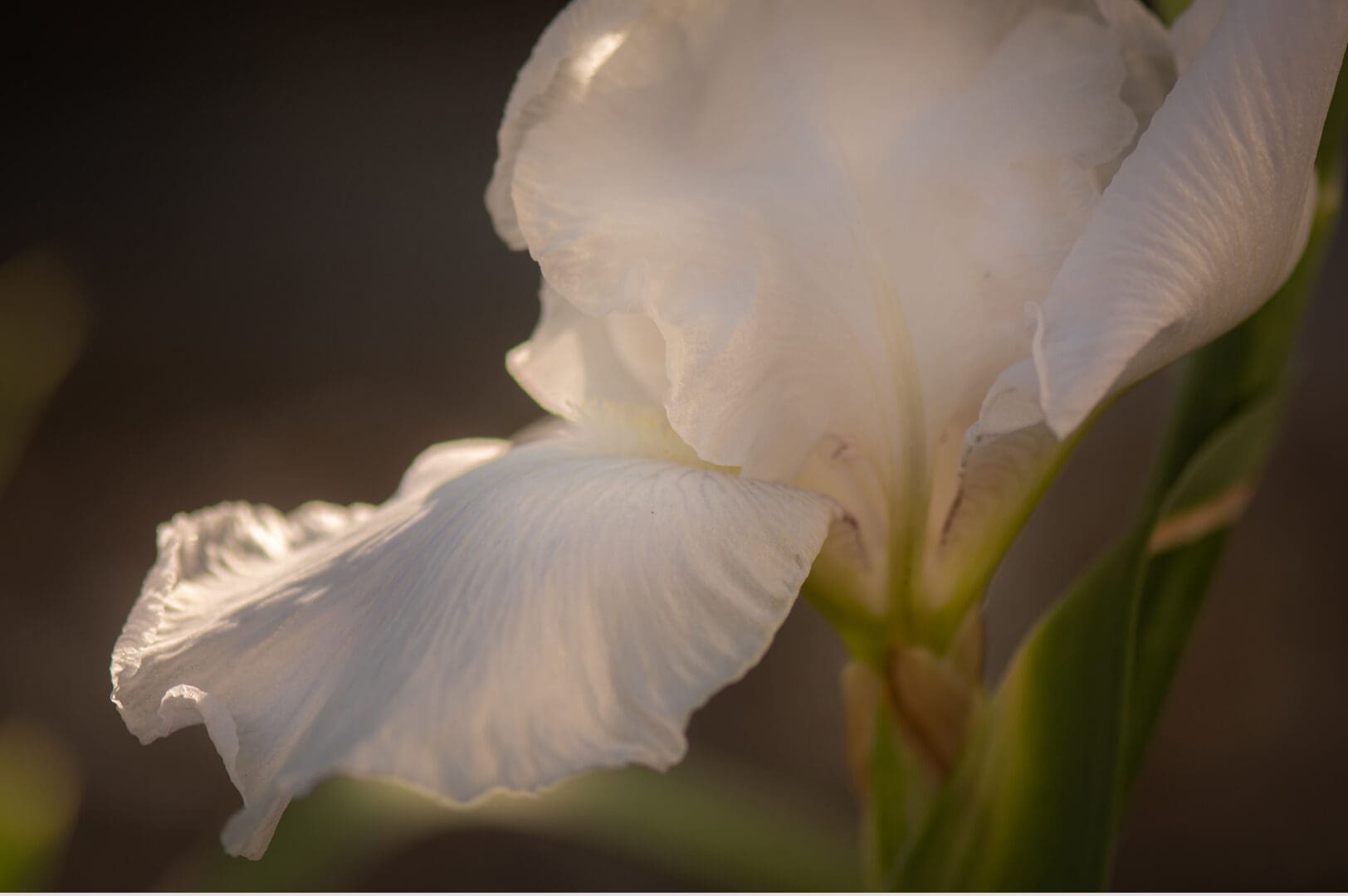 A close up of the petals on a white flower.