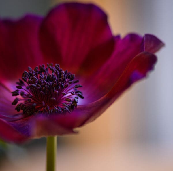 A close up of the center of a purple flower.