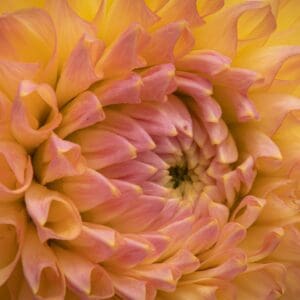 A close up of the center of an orange flower.