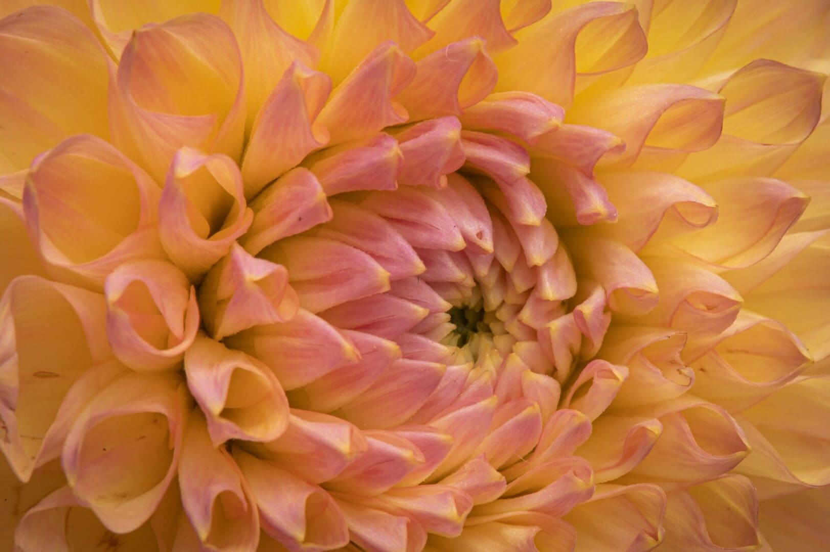 A close up of the center of an orange flower.